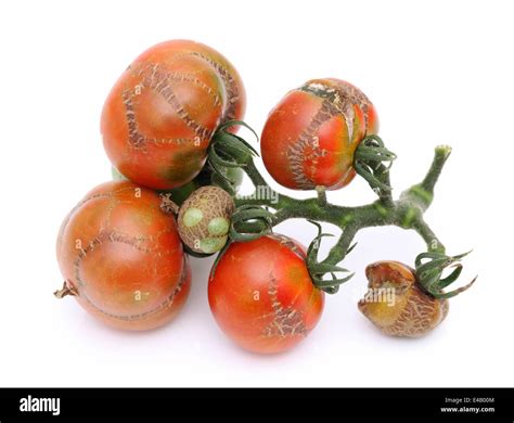 Rotten Tomatoes Hi Res Stock Photography And Images Alamy