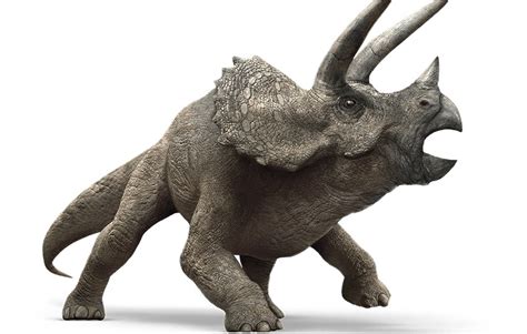 Triceratops Extinct Animals