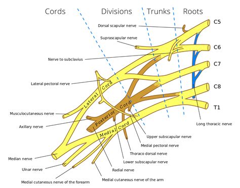 Thoracodorsal Nerve Brachial Plexus