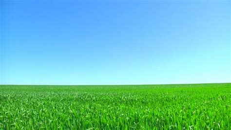 Beautiful Green Grass Clear Blue Sky Summer Landscape High