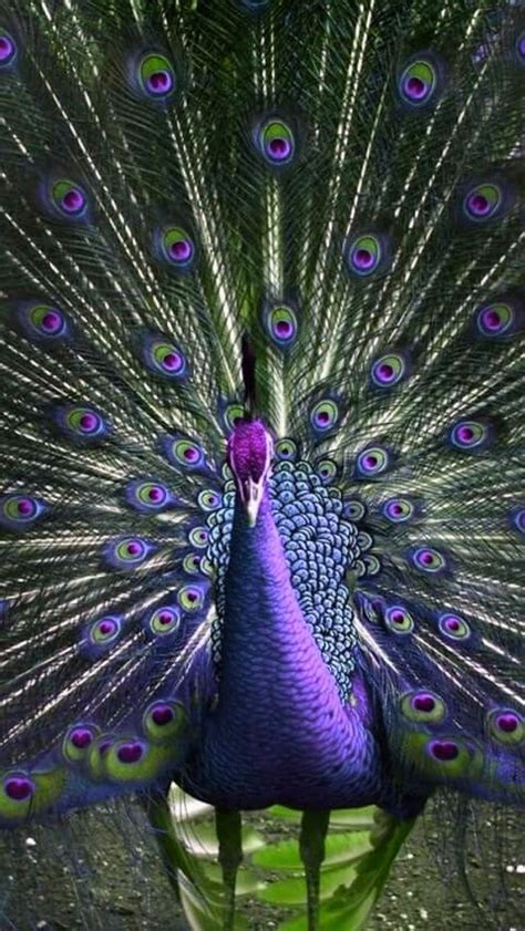 Purple peacock | Peacock, Pet birds, Animals beautiful