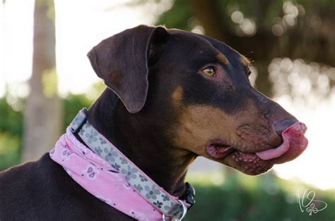 Akc doberman pinscher breed standard. Dixie - Desert Harbor Doberman Rescue