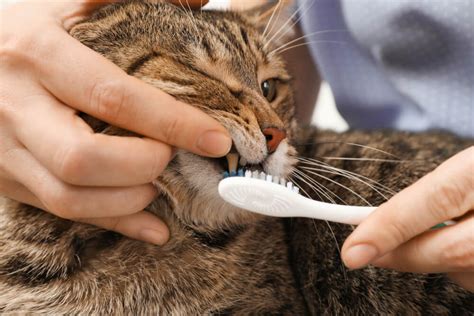 Brushing your teeth is the foundation of any oral health care routine. The Best Cat Toothpaste For Healthy Teeth (Approved by ...