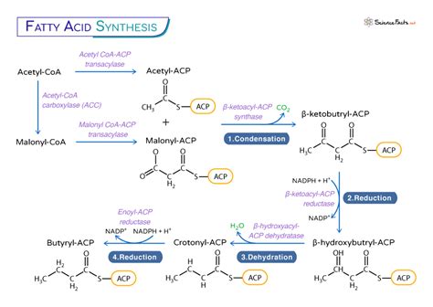 Fatty Acid Synthesis Location Pathway Steps And Diagram