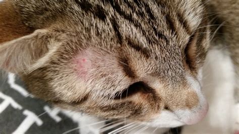 Red Dots On My Kittys Face Thecatsite