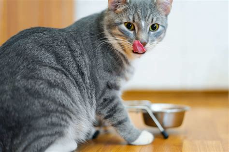 In this cat feeding guide, you'll learn how to nourish your cat from kittenhood through his senior years. Cat food uncovered; the complete guide to wet and dry food ...