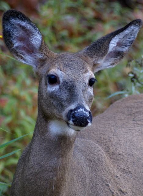 Whitetail Deer Flickr Photo Sharing