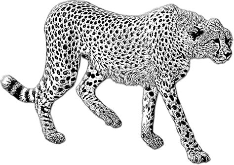 Realistic Cheetah Coloring Page Walking