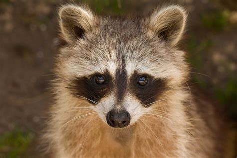 Deterrents For Raccoons Reviewed