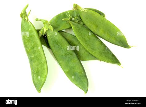 Pea Garden Pea Pisum Sativum Var Saccharatum Pods Studio Picture