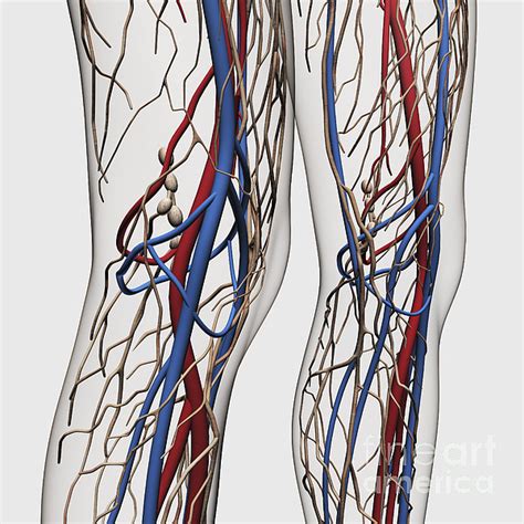 Medical Illustration Of Arteries Veins Digital Art By Stocktrek Images