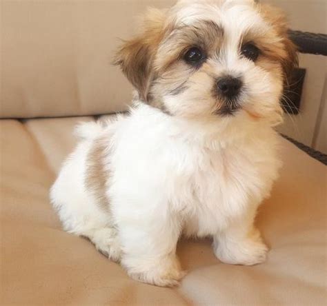 It's recommended to get your shih tzu used to having their mouth, ears, and paws handled as a puppy and rewarding them for grooming sessions. Shih Tzu Puppy for Sale - Adoption, Rescue | Shih-Tzu Puppy Adoption in Wausau WI | 4890807547 ...