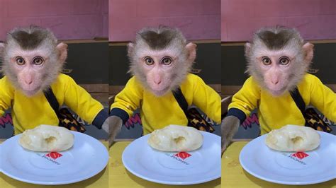 Funny Baby Monkey Eating Sound Cute Animal Asmr 🐵 Best Tiktok June