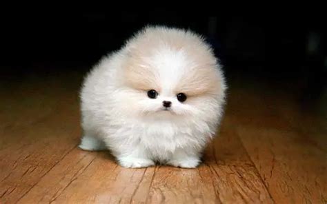The Teacup Pomeranian Does It Exist And If So It Is A Good Pet
