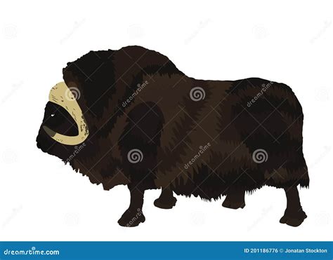 Muskox Vector Illustration Isolated On White Background Musk Ox Beef