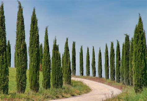 Cupressus Sempervirens Italian Cypress Leafland Limited Best