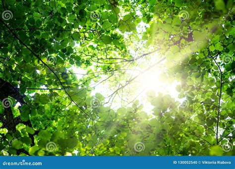 Background Of Green Summer Foliage In The Sun Desktop Wallpapers Stock