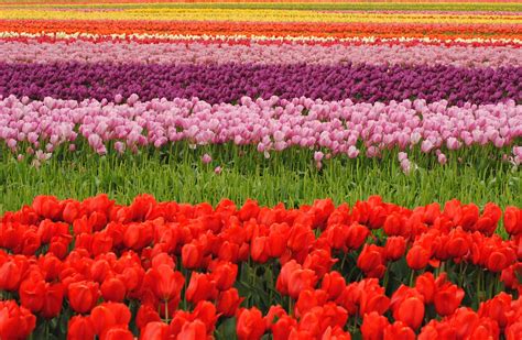 Tulips May Flowers Bloom Free Photo On Pixabay Pixabay