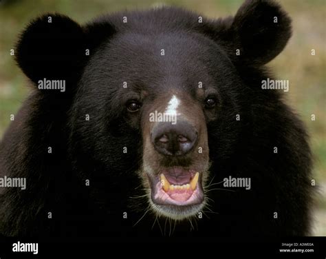 Himalayan Black Bear Selenarctos Thibetanus Captive Portrait Stock