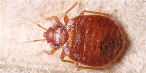 Why Bed Bugs Keep Coming Back To Your Home Invader Pest Management