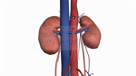 Internal Structure Of The Kidney Anatomy Tutorial Youtube