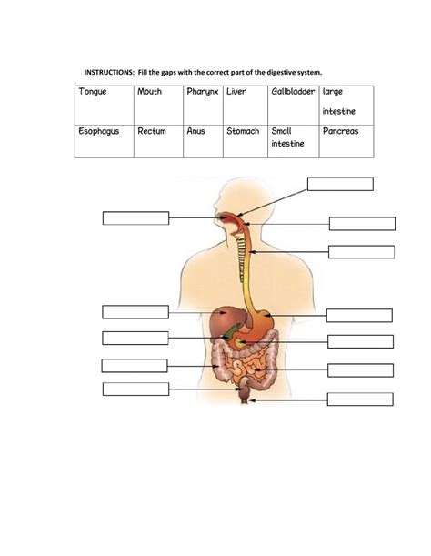 digestive system interactive worksheet  grade