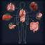 A Set Of Human Organs Vector Image  1866614 StockUnlimited