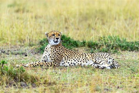 Cheetah In The African Savanna Stock Image Image Of Animal Savanna