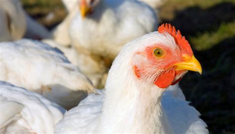 About Chickens Farmed For Meat Compassion In World Farming