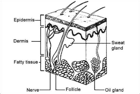 Simple Diagram Of The Skin