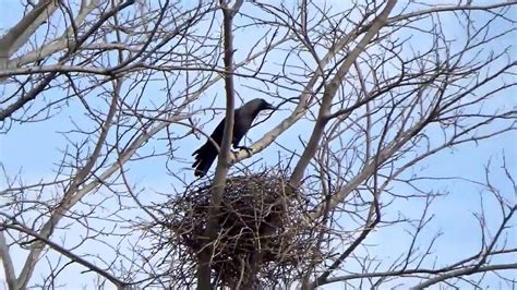 The Nest Of Crow In Summer कावळ्याचं घरटं Youtube