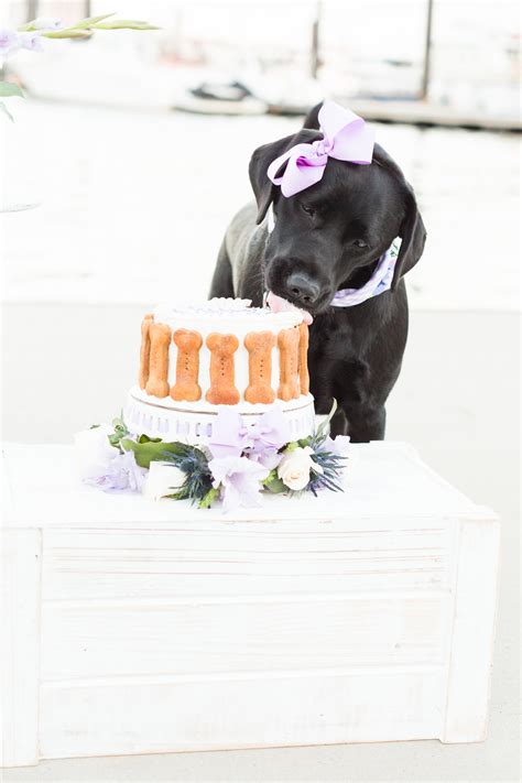 Dog Cake Smash 7 Tips For The Perfect Photo Pretty Fluffy The