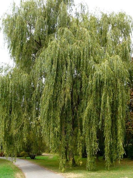 Every page goes through several hundred of perfecting techniques; Salix alba "Tristis"(=S.sepulcralis "Tristis") - Fidan ...