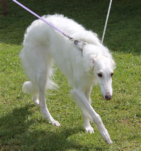 Maybe you would like to learn more about one of these? Jenis Jenis Anjing di dunia ( ras Anjing didunia )