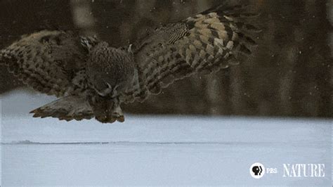 Flying Nature Pbs  By Thirteenwnet Find And Share On Giphy