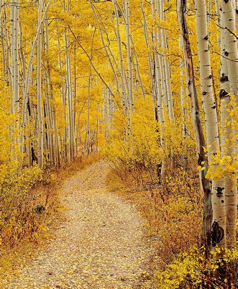 Autumn Road By Leland Howard Via Tree Forest