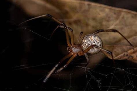 Brown Widow Spiders Are Killing Off Black Widows In The Southern Us