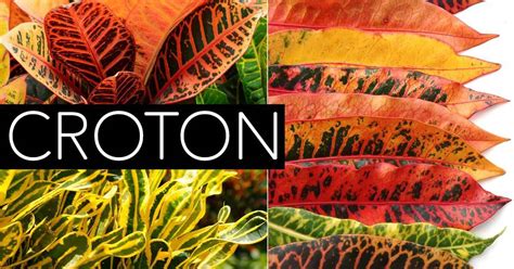 Crotons (also known as rushfoil and joseph's coat) are. Croton Care: How To Grow The Colorful Codiaeum Plant