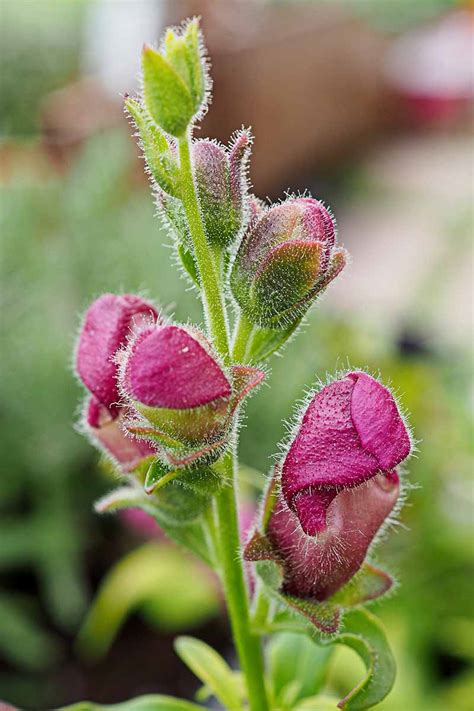 Snapdragon Seeds Vlrengbr