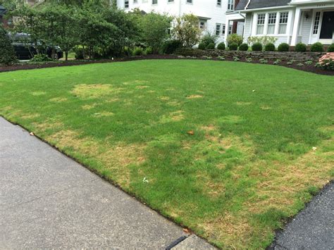 Lawn Lad Landscaper Controlling And Eliminating Creeping Bentgrass In The Home Lawn