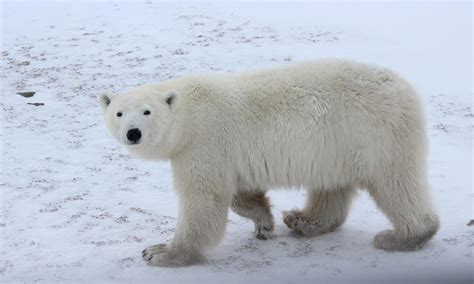 Polar Bear Golf Game Online Free