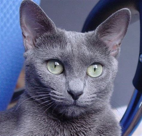 5 Things You Didnt Know About The Russian Blue