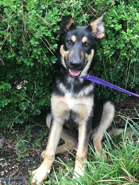Adopt a white german shepherd dog / mixed dog in houston, tx (29969867). German Shepherd Puppies Houston Area - Pets Ideas