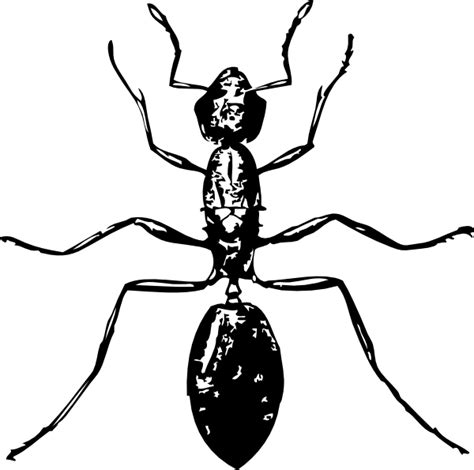 Ant Clipart Black And White Free Download On Clipartmag