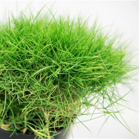 Zoysia grass plugs should be transplanted between late april and late june to allow the grass time to get established before the winter. Buy No Mow Zoysia Grass on The Plant Hub