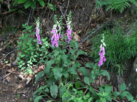 Vingerhoedskruid, ook wel digitalis genoemd, zijn planten die bijen en hommels lokken. Blindentuin Heukelshof - Planten en de mens