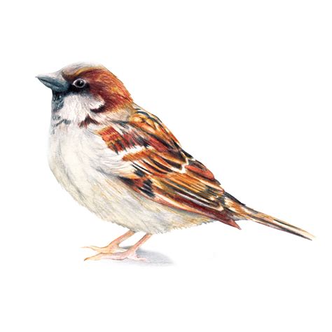 Watercolour Bird Illustration Sparrow Amanda Dilworth Illustrator And