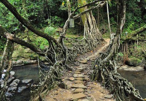 Living Root Bridges Meghalaya Images Living Root Bridges Meghalaya