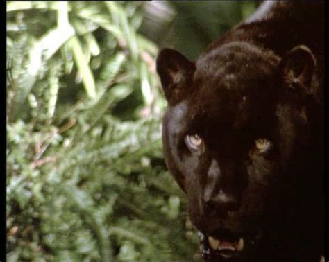 Bagheeras First Appearance In The Jungle Book 1994 Jungle Book