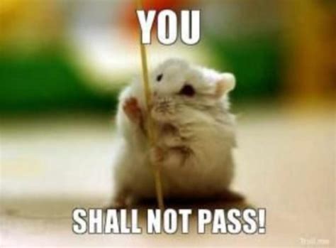 29 Of The Cutest Hamster Memes We Could Find So Far